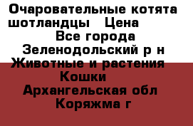 Очаровательные котята шотландцы › Цена ­ 2 000 - Все города, Зеленодольский р-н Животные и растения » Кошки   . Архангельская обл.,Коряжма г.